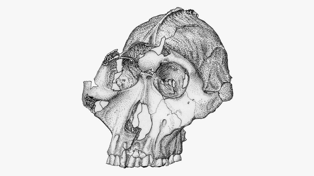 An illustration of the newly unearthed Paranthropus robustus skull.