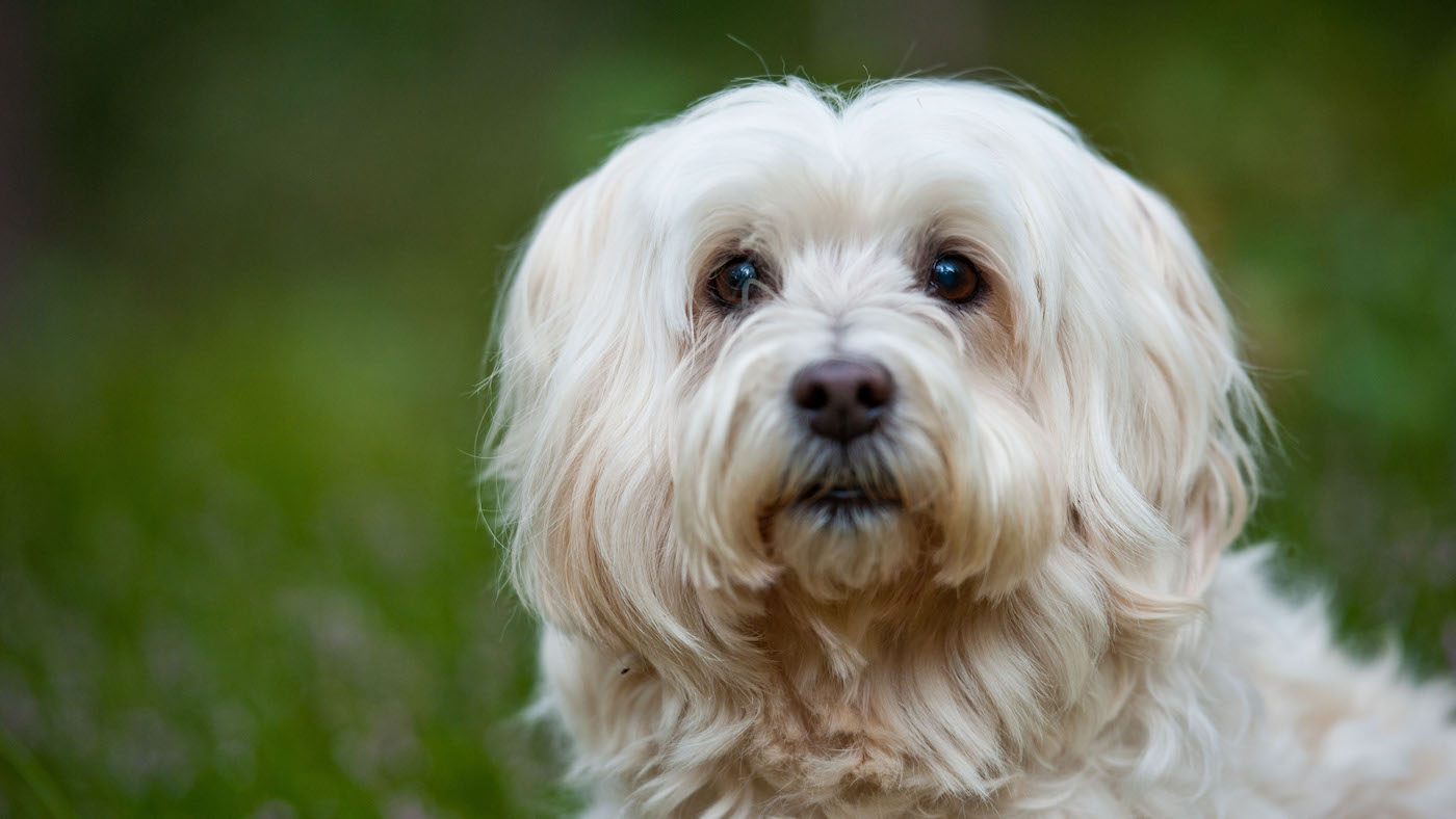 Lowchen dog, one of the cutest dog breeds
