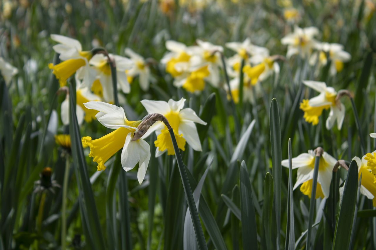 dafodills