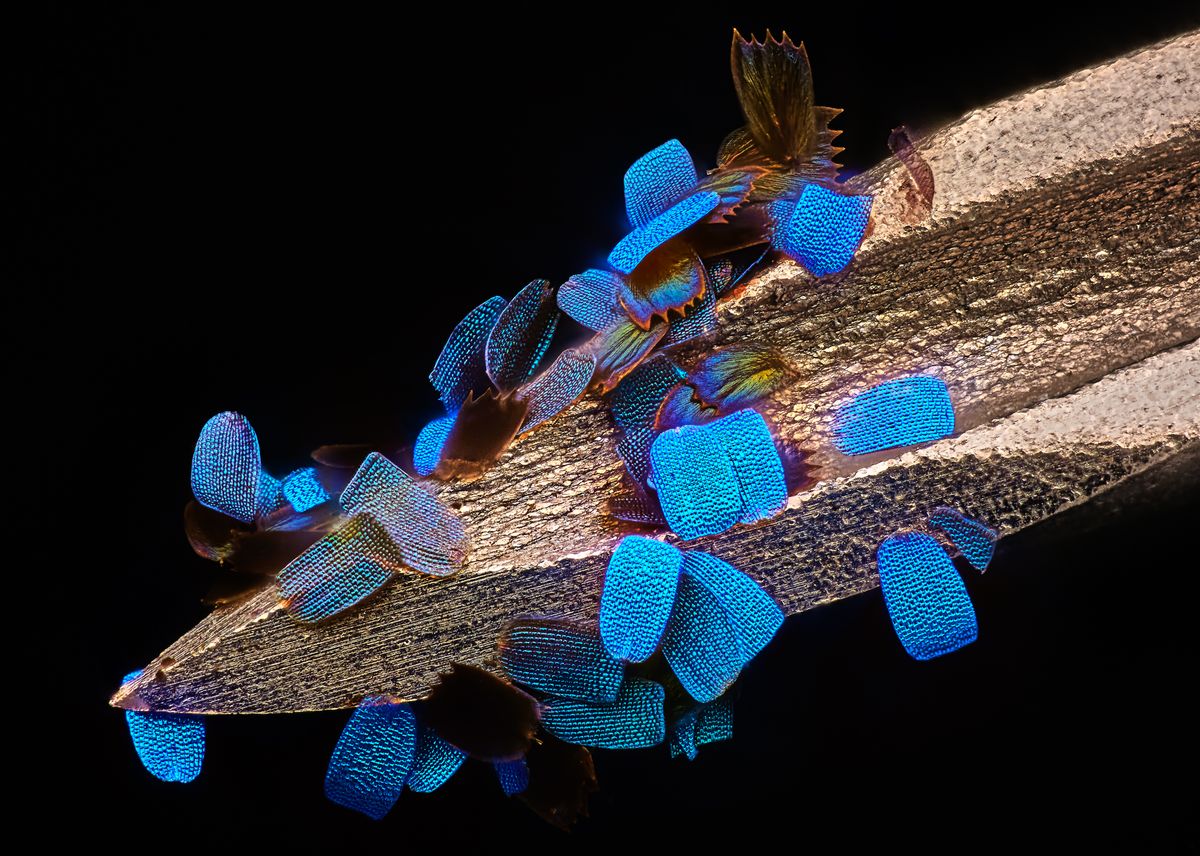Entrant to the Nikon Small World Photomicrography Competition