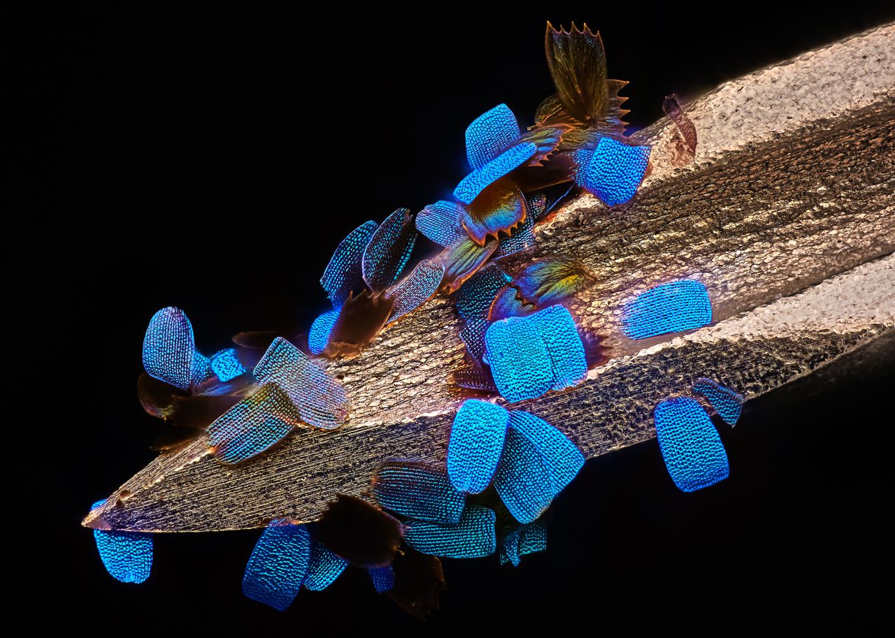 Entrant to the Nikon Small World Photomicrography Competition