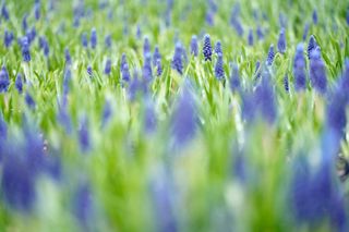 Sample image of bluebells in field testing the bokeh of the new Tamron 90mm F/2.8 Di III MACRO VXD lens