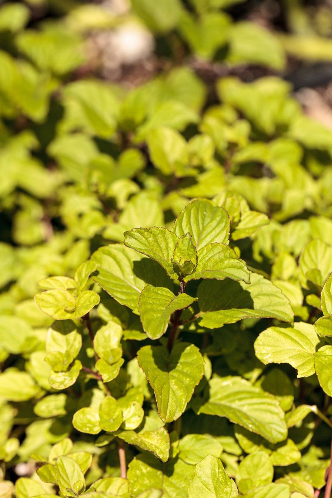 Chocolate Mint Plant