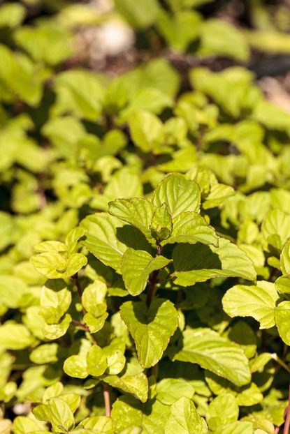 Chocolate Herb Plant - Learn How To Care For Chocolate Mint Plants