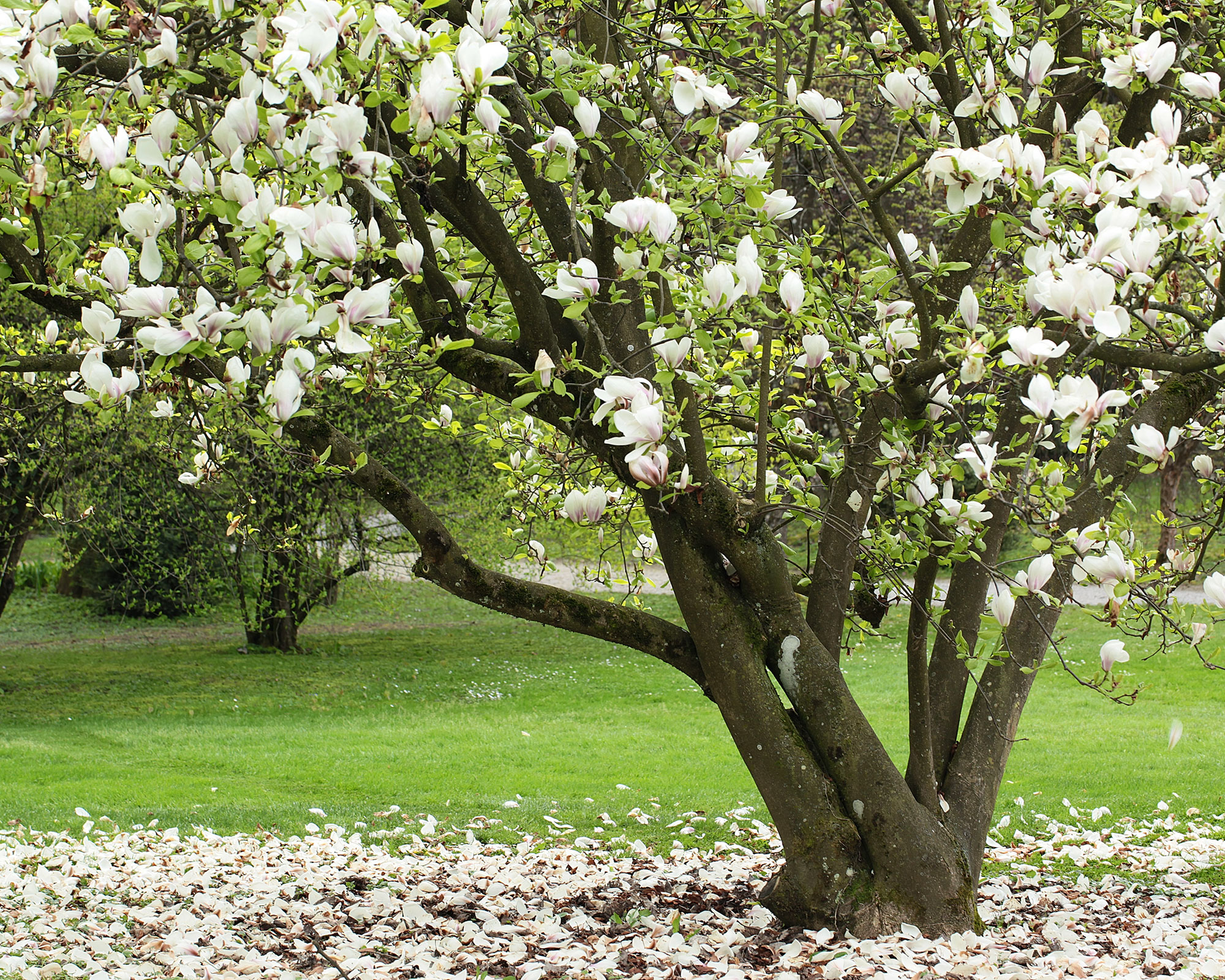 Magnolia Grandiflora (Bull Bay magnolia) in bloom