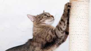 Best cat scratching posts