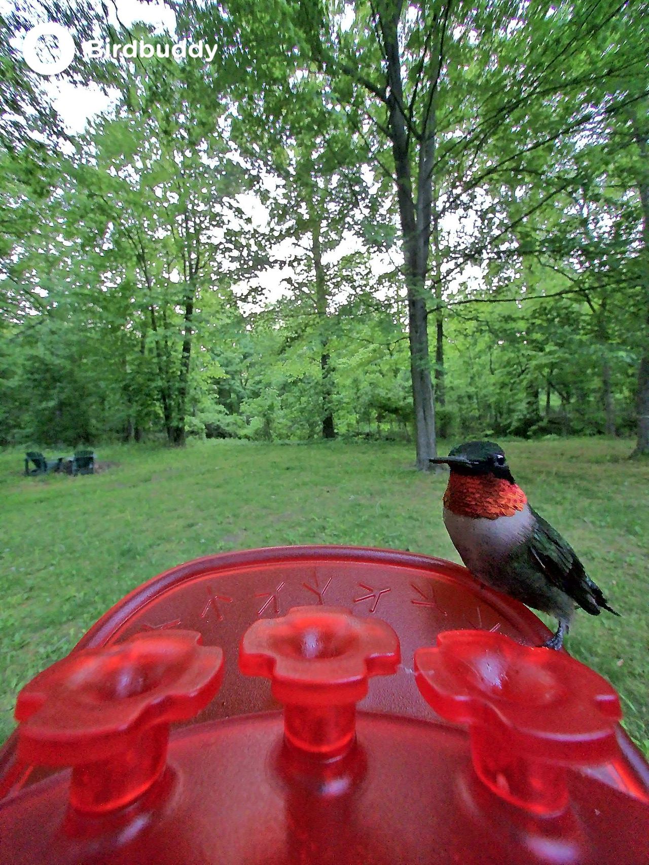 Images of a ruby-throated hummingbird captured with the Bird Buddy Solar Pro Hummingbird Feeder