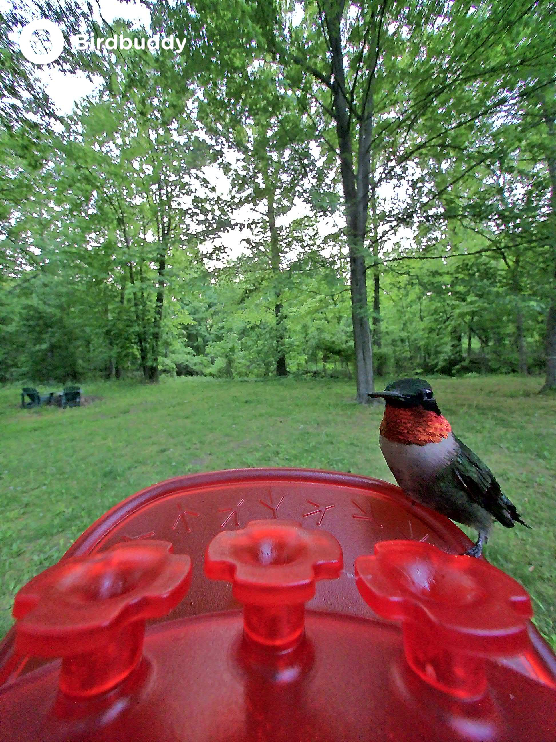 Images of a ruby-throated hummingbird captured with the Bird Buddy Solar Pro Hummingbird Feeder