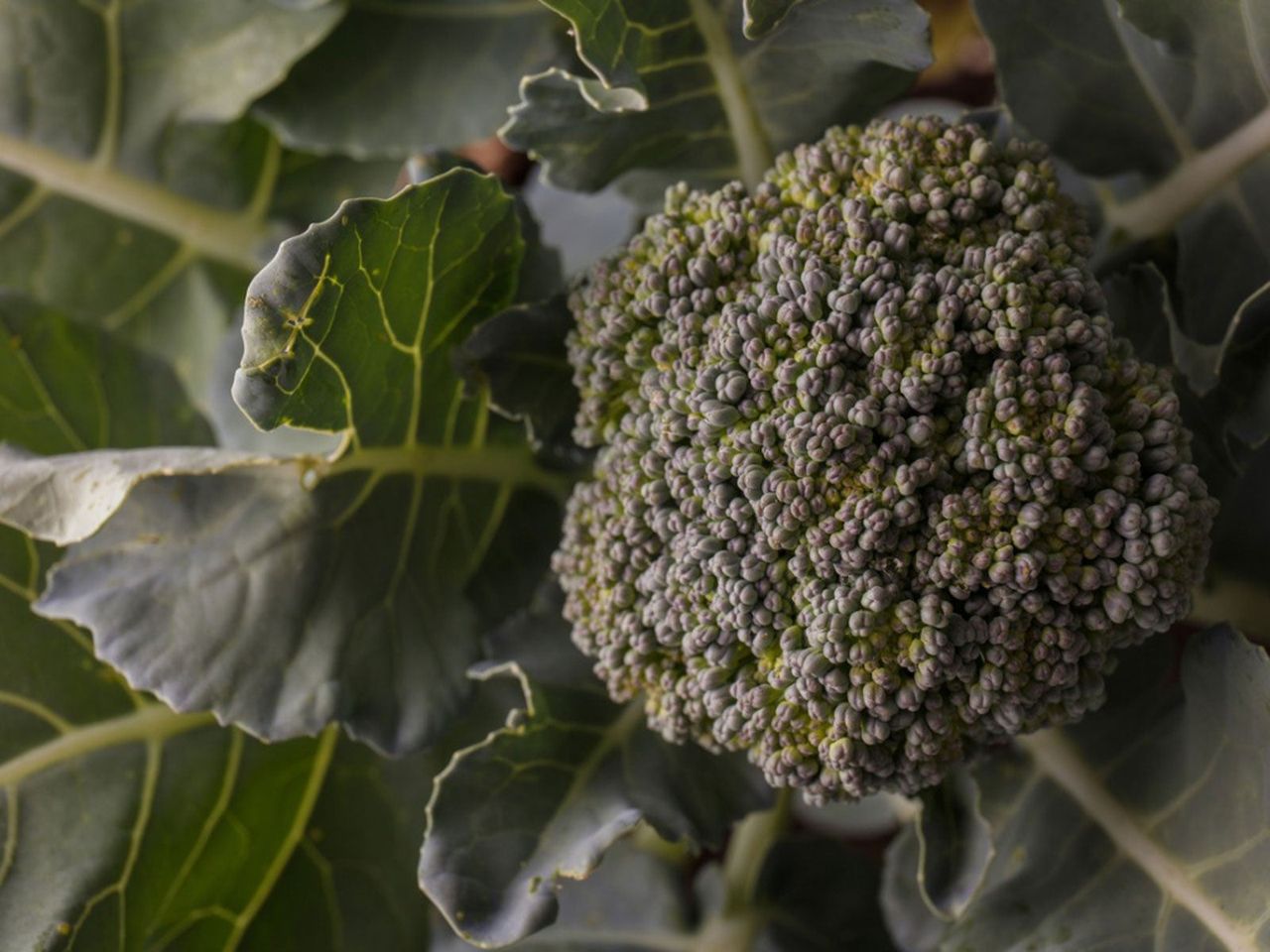 Waltham 29 Broccoli Plant