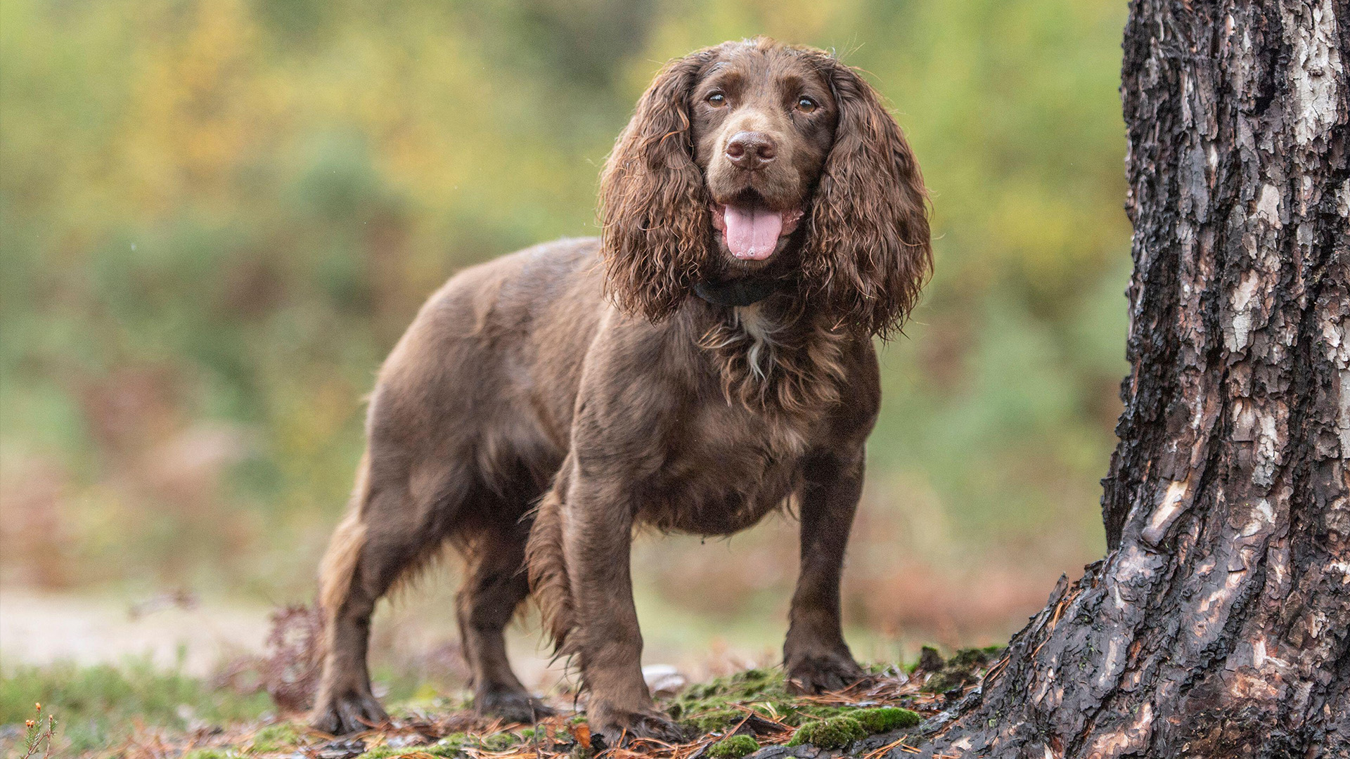 English Working Cocker Spaniel
