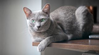 Korat cat posing on a table indoor and looking at camera