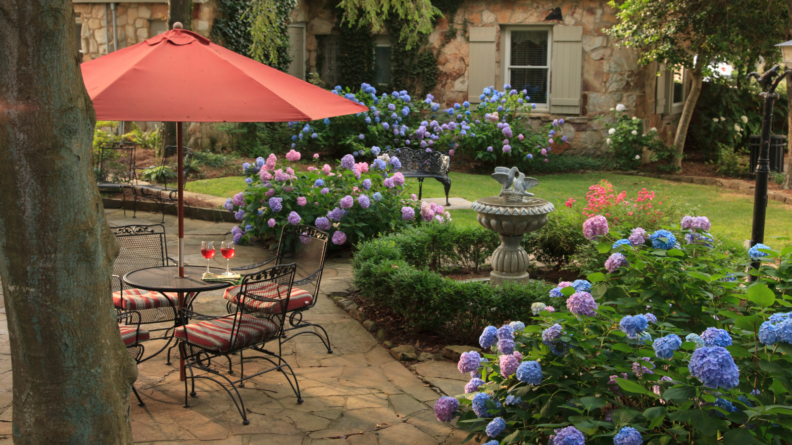 Flowering shrubs zone 9 - hydrangeas in Georgia yard