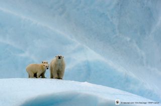 A mother and her two cubs on Baffin Island, Nunavut, Canada.