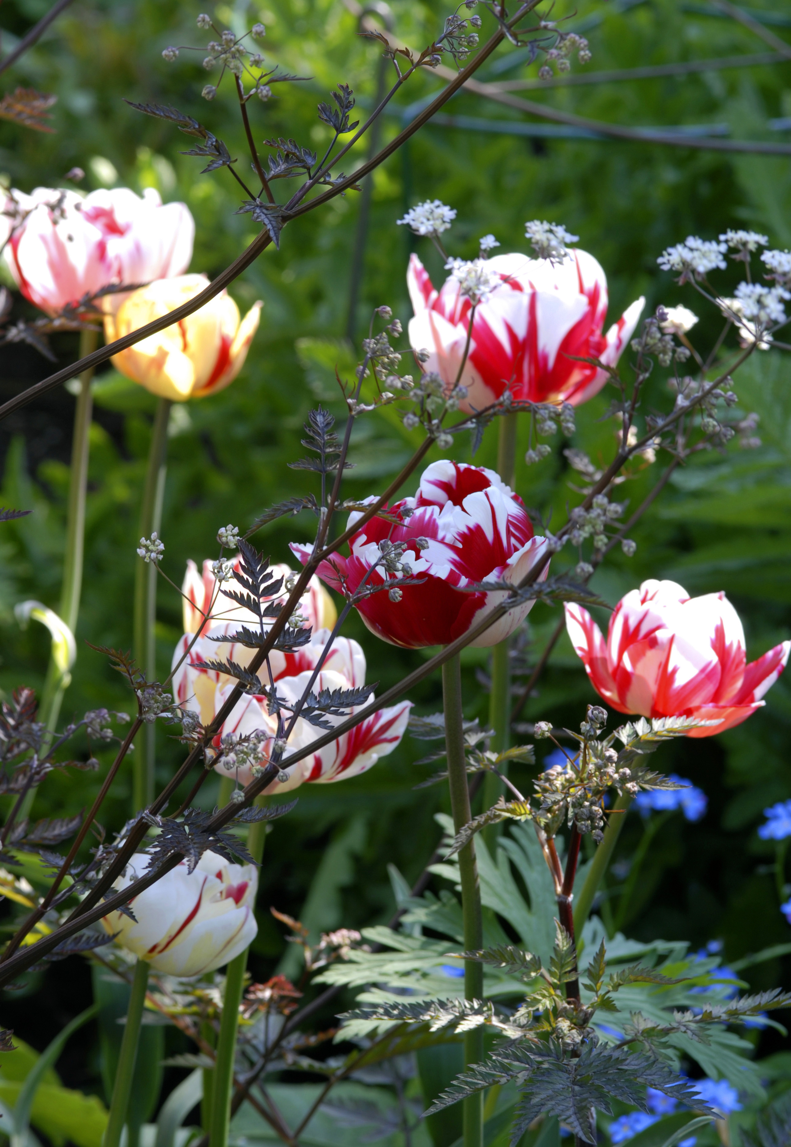 Carnaval de Nice tulips in the garden at Shepherd House.