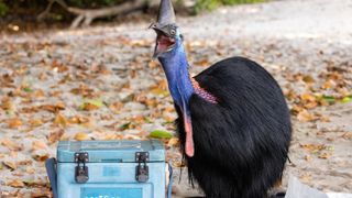 A blue-headed cassowary screeches protectively next to a cooler.