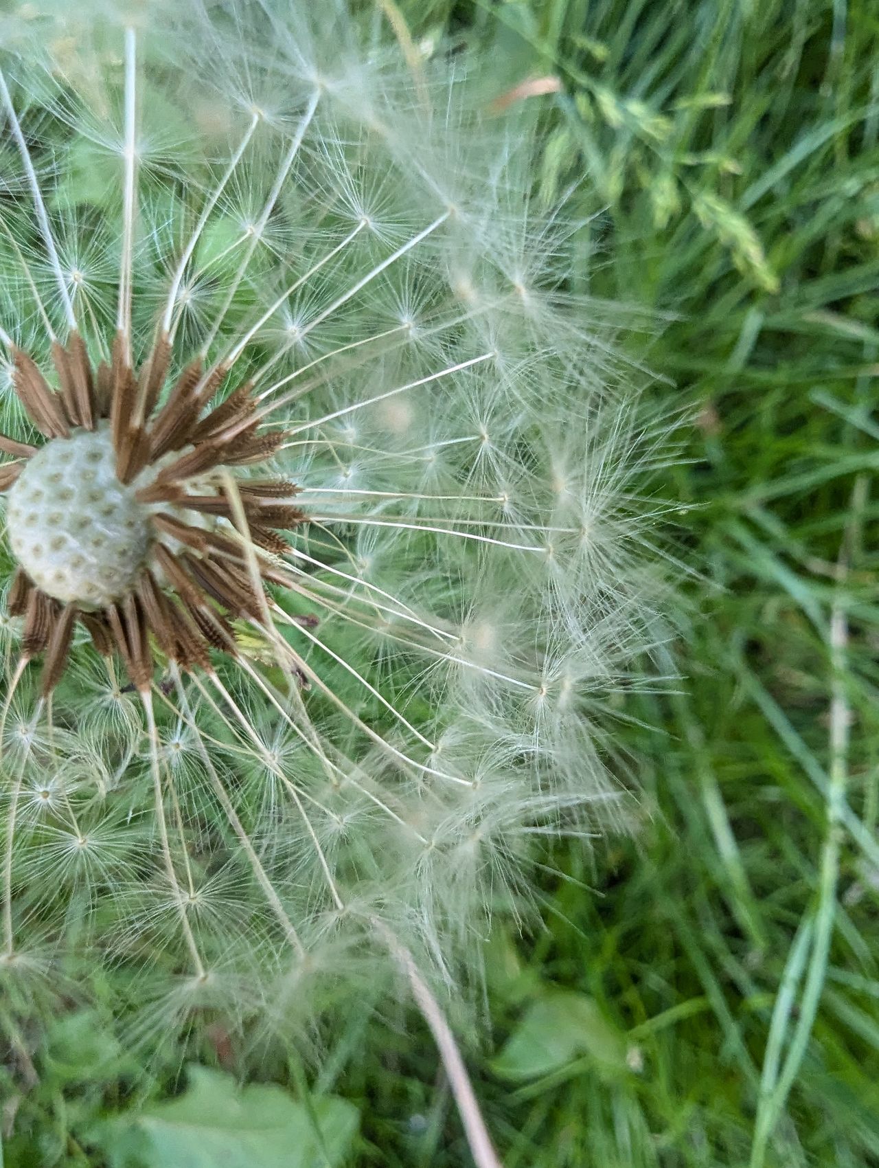 A close-up shot of a dandelion taken with a Google Pixel 7 Pro