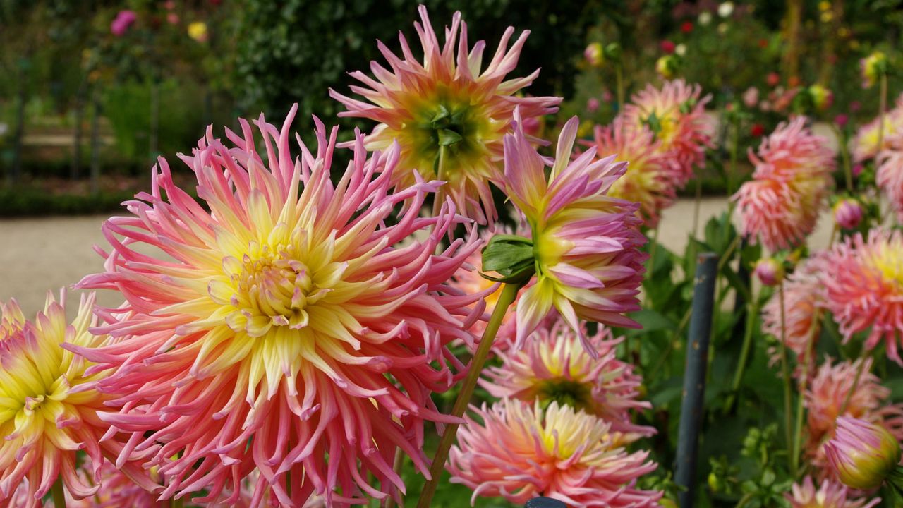 cactus dahlia flowers in mixed border