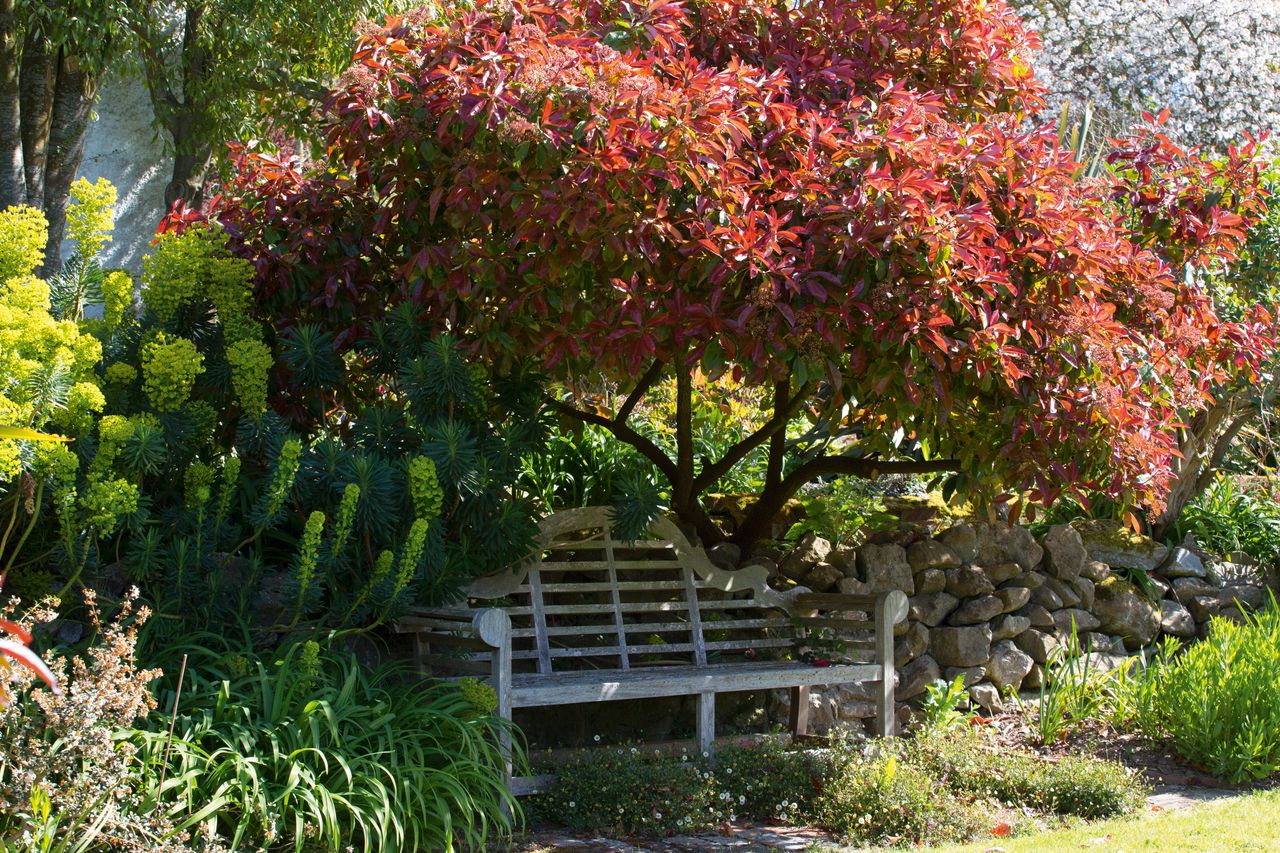 bench under tree in spring garden