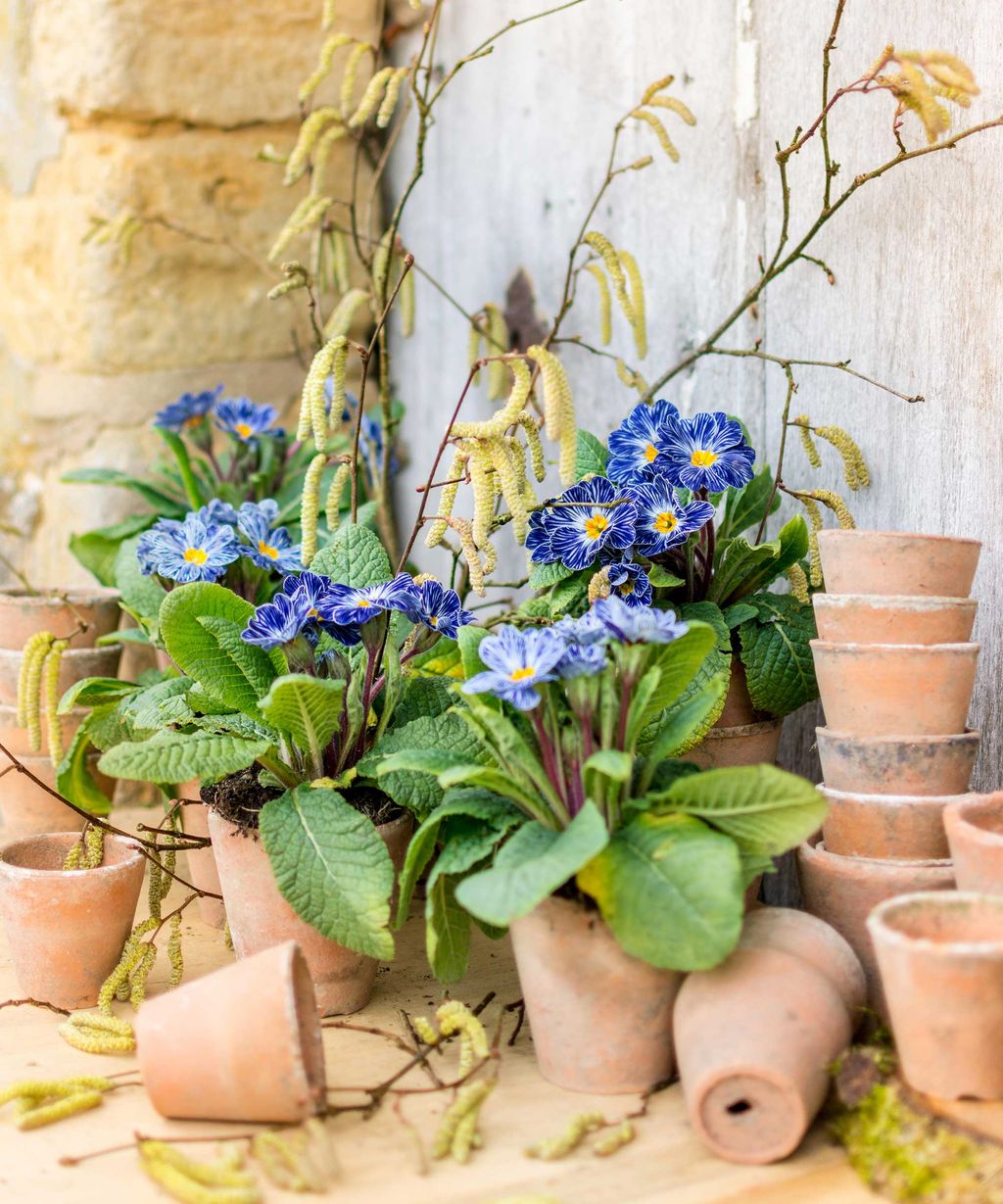 Best winter plants for pots 17 bright ideas Gardeningetc