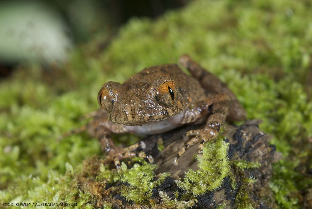 In Photos: Bizarre New Species Discoveries Include 'Klingon Newt ...