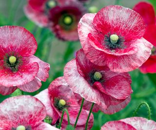 'Mother of Pearl' annual poppies come in shades of pink, mauve and grey