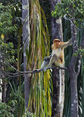 Bako National Park