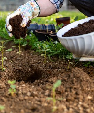 A gloved floral hand holding a pile of brown compost and a white bowl of compost putting it into a pile of soil, with green grass and black pots behind