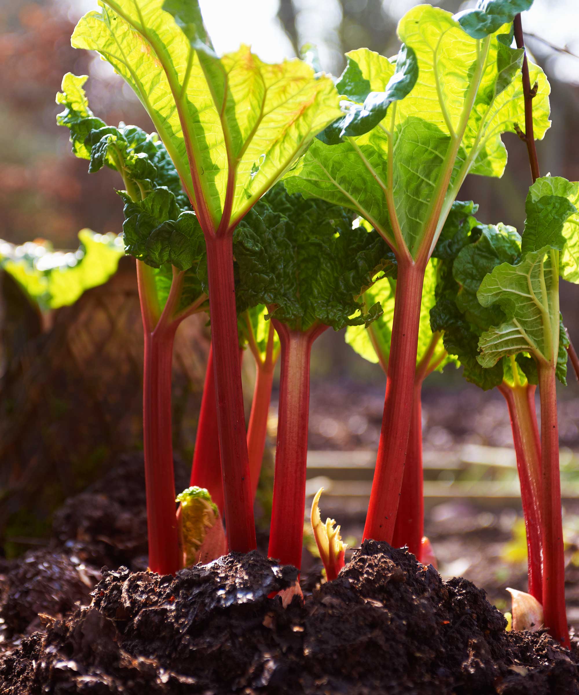 Rhubarb growing problems: 5 common issues to avoid | Gardeningetc