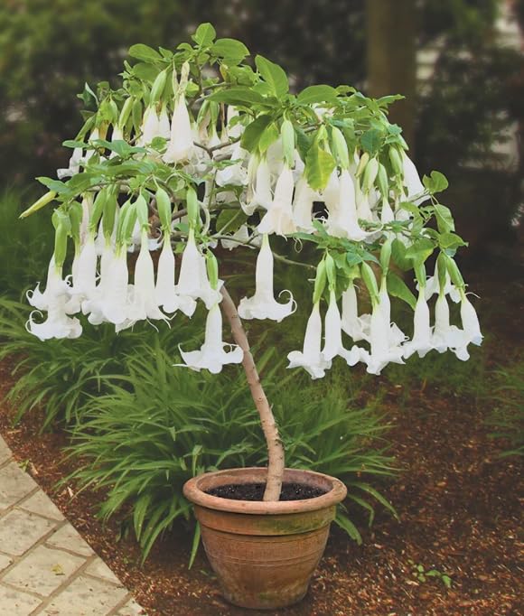 Brugmansia &amp;lsquo;candida Double White&amp;rsquo; Live Plant &amp;ndash; Double White Angel&amp;rsquo;s Trumpet &amp;ndash; Huge Fragrant Flowers &amp;ndash; Tropical Flowering Shrub &amp;ndash; Rare Exotic &amp;ndash; 3 Inch Pot