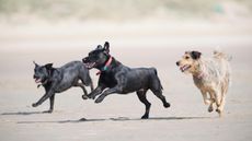 What breed are these dogs: three mongrels on a beach