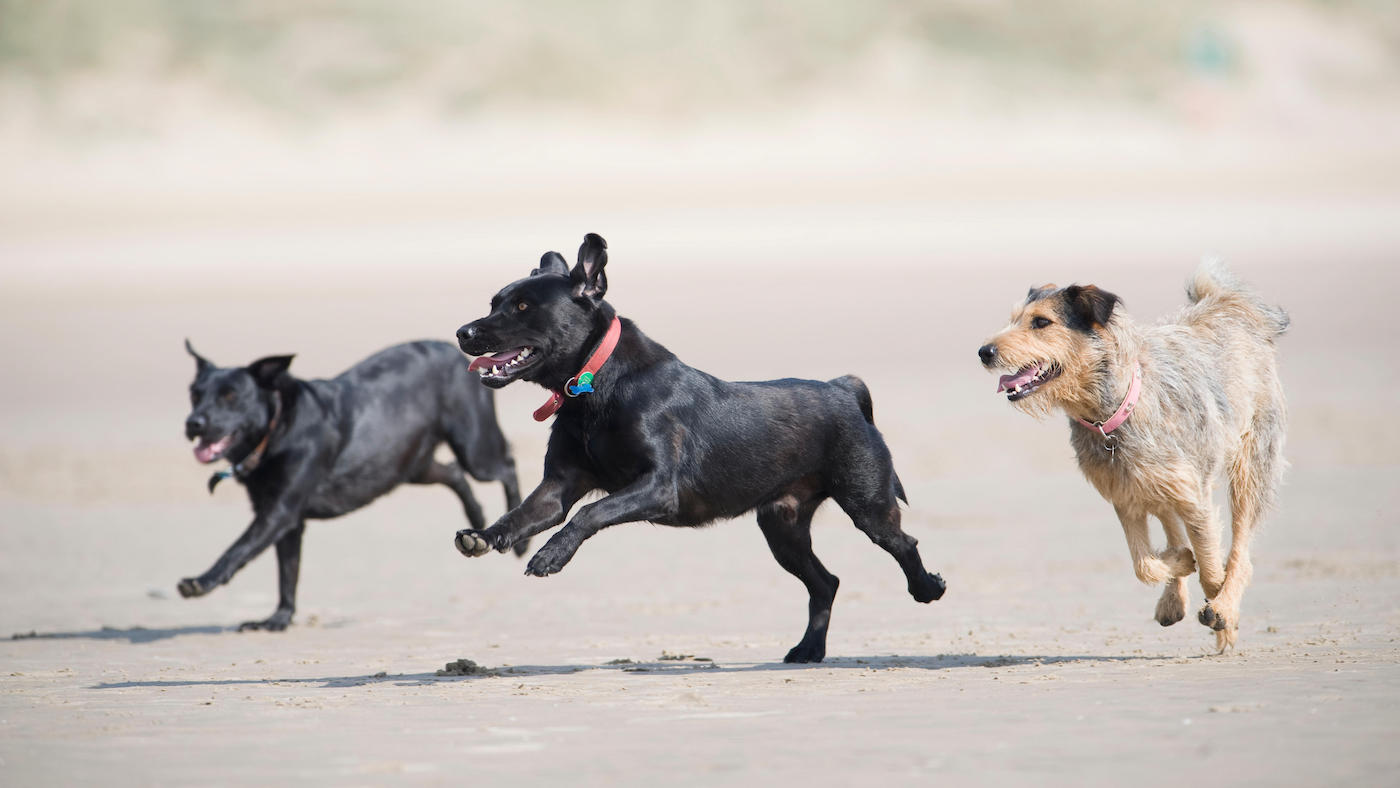 What breed are these dogs: three mongrels on a beach