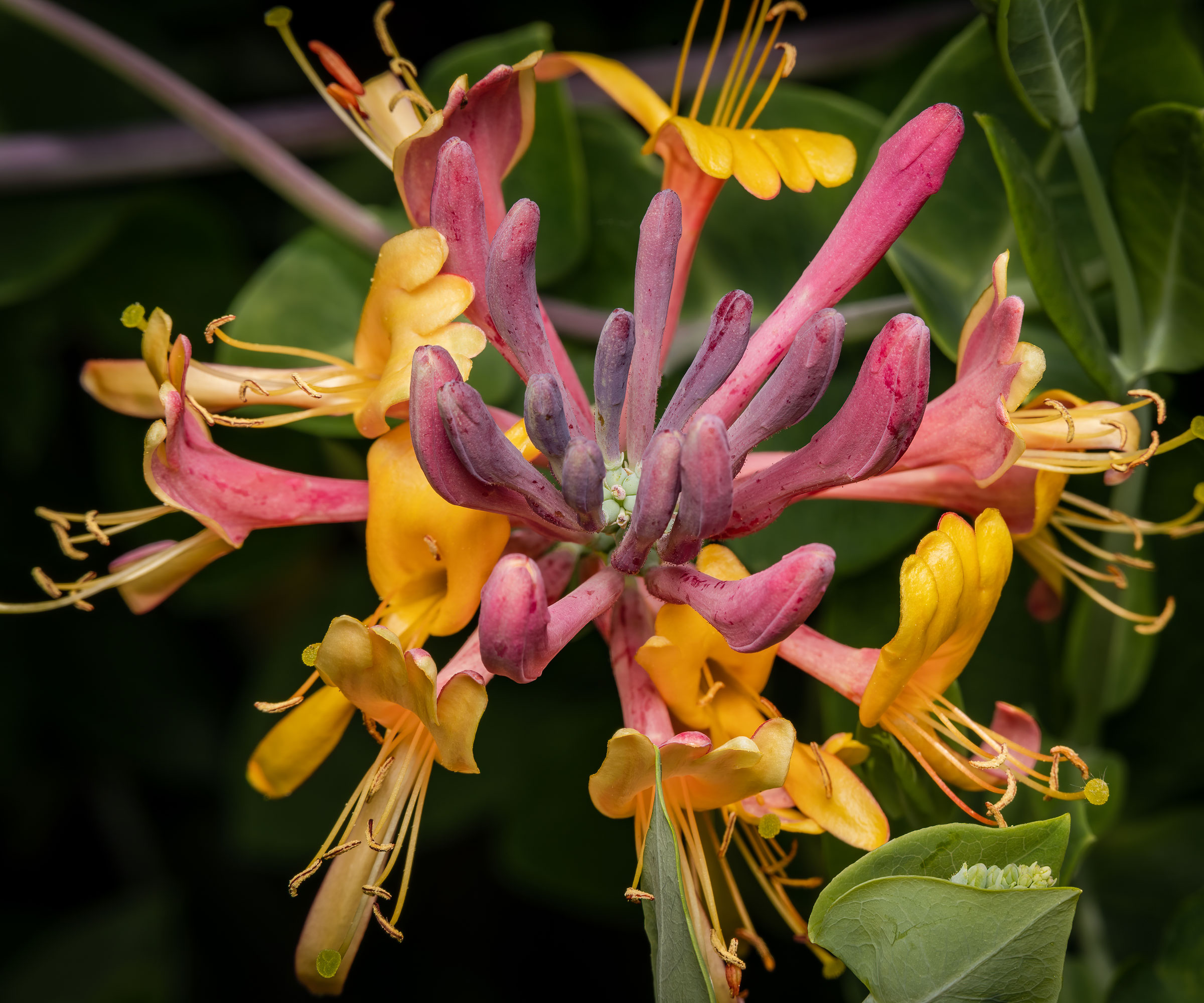 flowers of 'Goldflame' Honeysuckle (Lonicera-x-heckrottii)