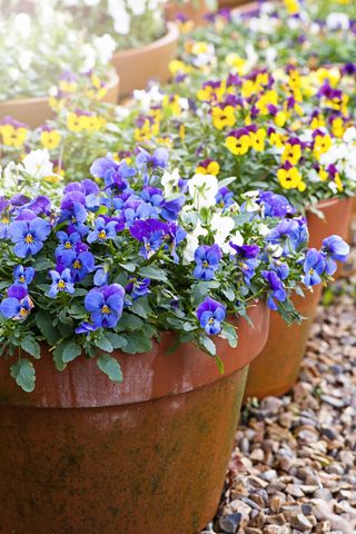 Close-up image of spring Violas and pansies in terracotta flowerpots
