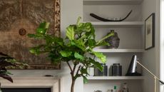 A fiddle leaf fig in a home, beside open shelving and home décor 