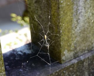 A cocoon web, finally completed by the host spider and occupied by the parasitoid wasp.