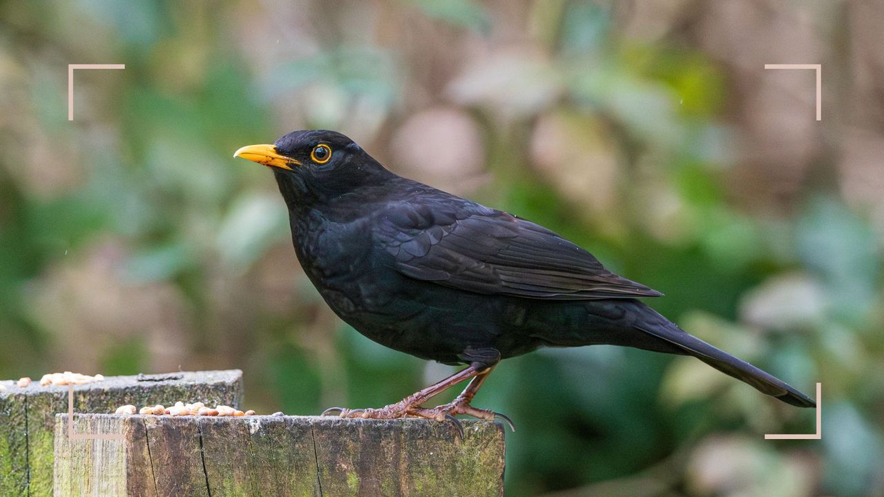  picture of an adult Blackbird perched on tree stump with food to support expert advice on how to attract birds that eat slugs as natural pest control