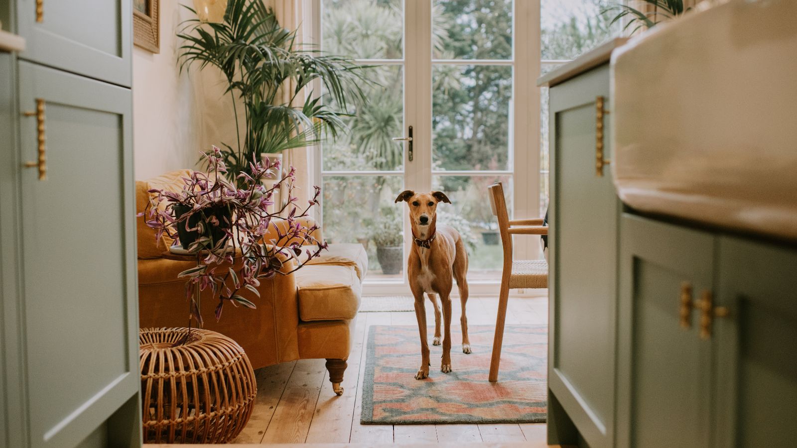 The scene is that of a comfortable, stylish home. A young tan-colour lurcher stands on a rug in the near distance and curiously peers through the kitchen cabinets. The glass patio doors are visible behind the dog.