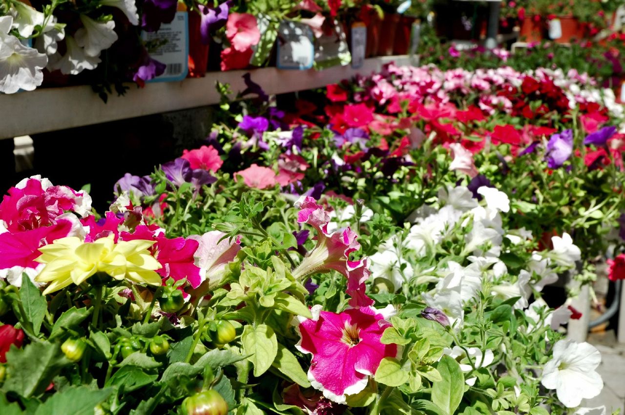 Nursery Full of Bright Colored Annual Plants