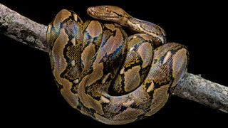 A reticulated python wound around a tree branch in front of a black background