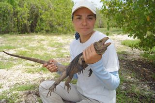 Yairen Alonso Gimenez processing a female Cuban iguana (Cyclura nubila nubile); after taking a number of body measures and marking the animal, she releases it in the same place where it was found.