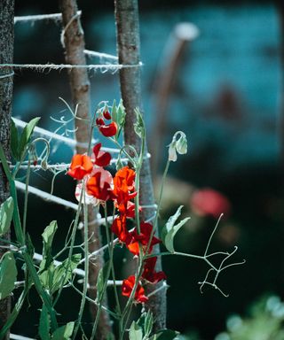 climbing plant support ideas: Sweet peas