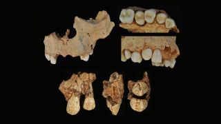 Permanent canines of individuals from Gran Dolina. The upper row shows the maxilla of individual H3, while the lower row shows views of the left maxillary canine belonging to individual H1.