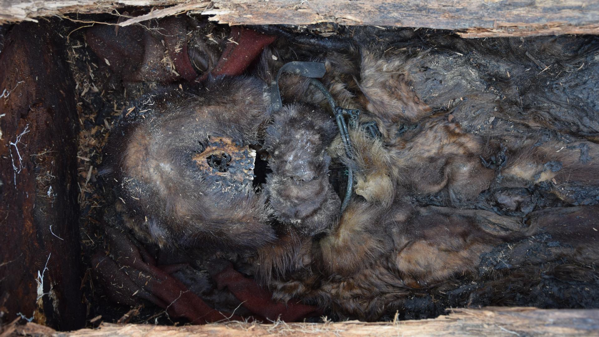 images of artifacts preserved in permafrost