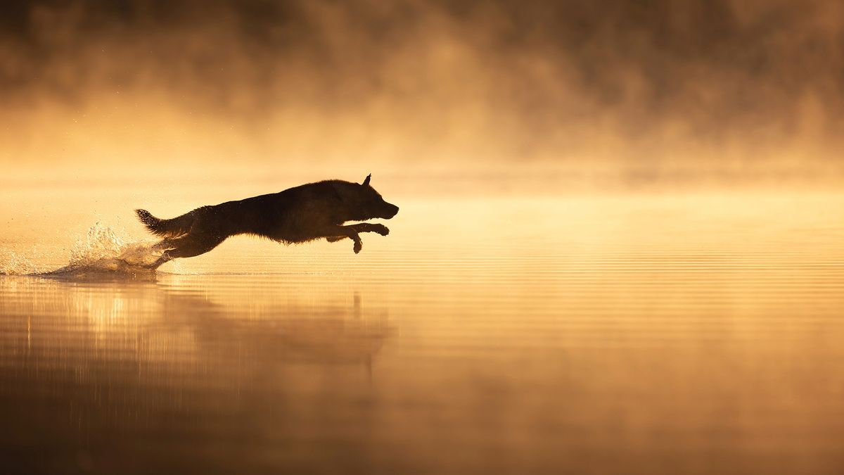 Dog leaping through air