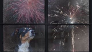 Dog at the window watching fireworks outside 
