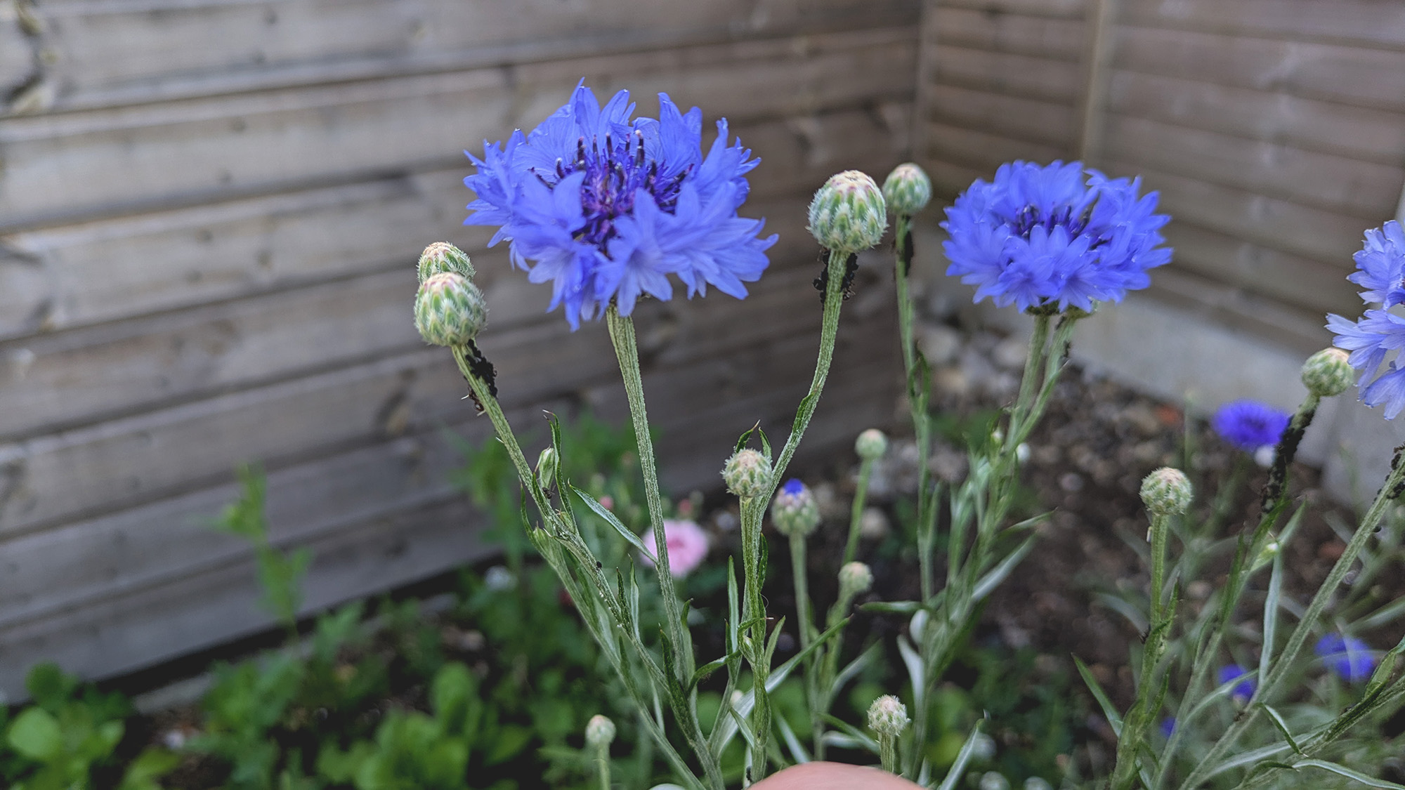 Ants on cornflower stems