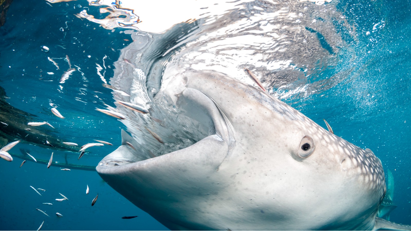 Close up view of a whale shark feeding at Cenderawasih Bay. You can see it sucking in tiny fish.