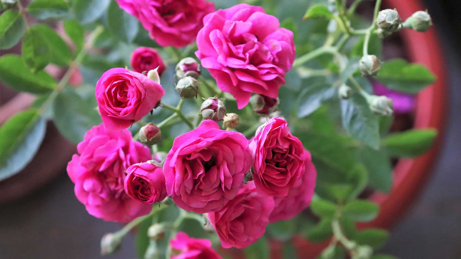 pink roses in pot