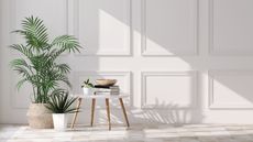 Variety of green tropical succulent house plants and trees in luxury classic white wall room with sunlight from window