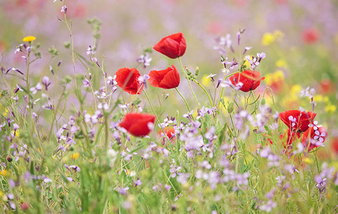 Wildflowers - or wild flowers - if you like